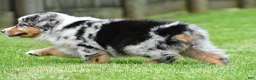 Australian Shepherd dogs for sale: Brent - Ad 10