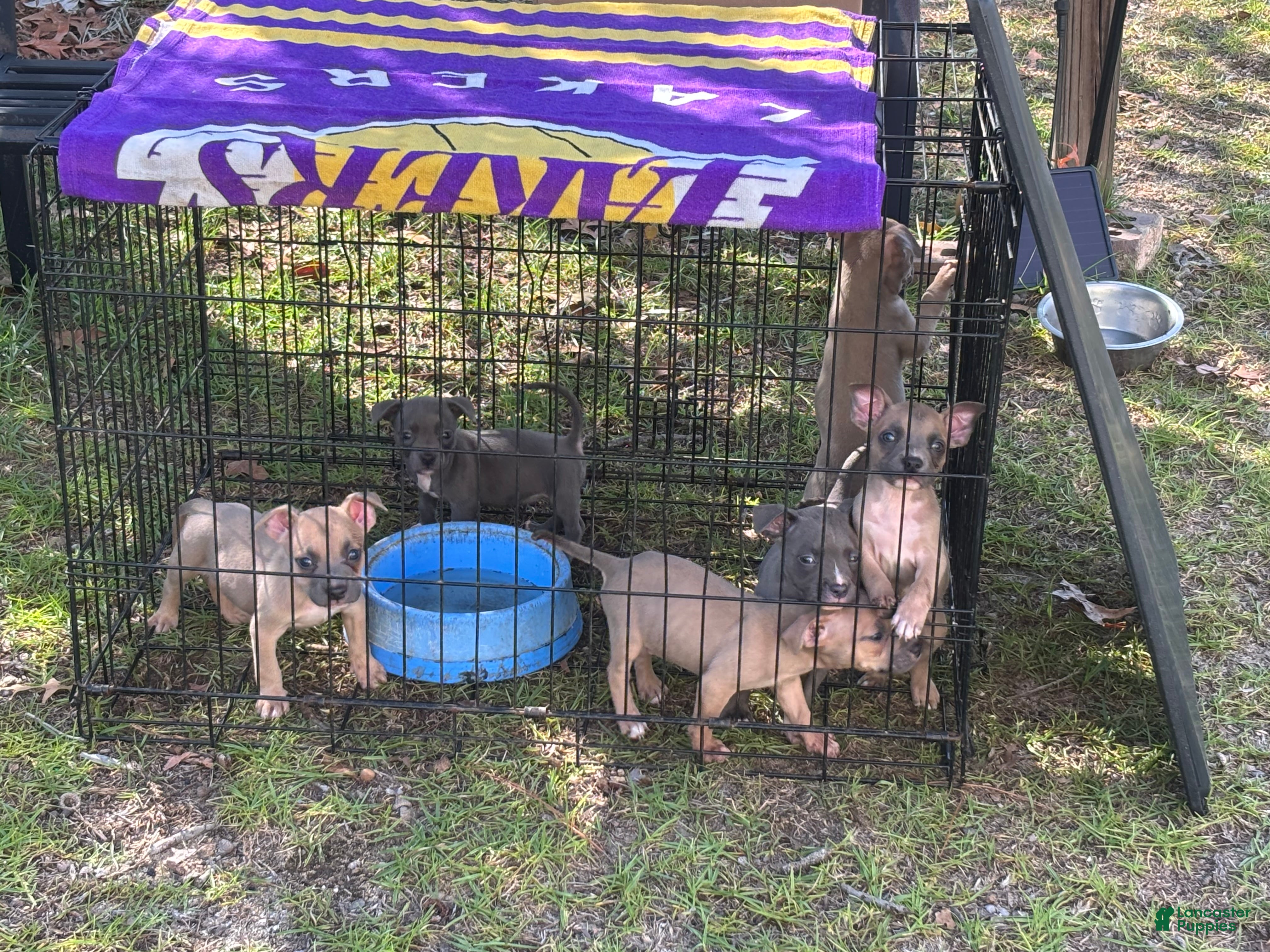 American Bully dogs American Bully 3 - Ad 36