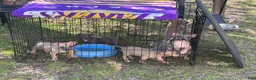 American Bully dogs for sale: American Bully 3 - Ad 1