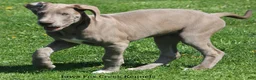 Great Dane dogs for sale: Great Dane 2 - Ad 15