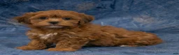 Havapoo dogs for sale: Grace - Ad 4