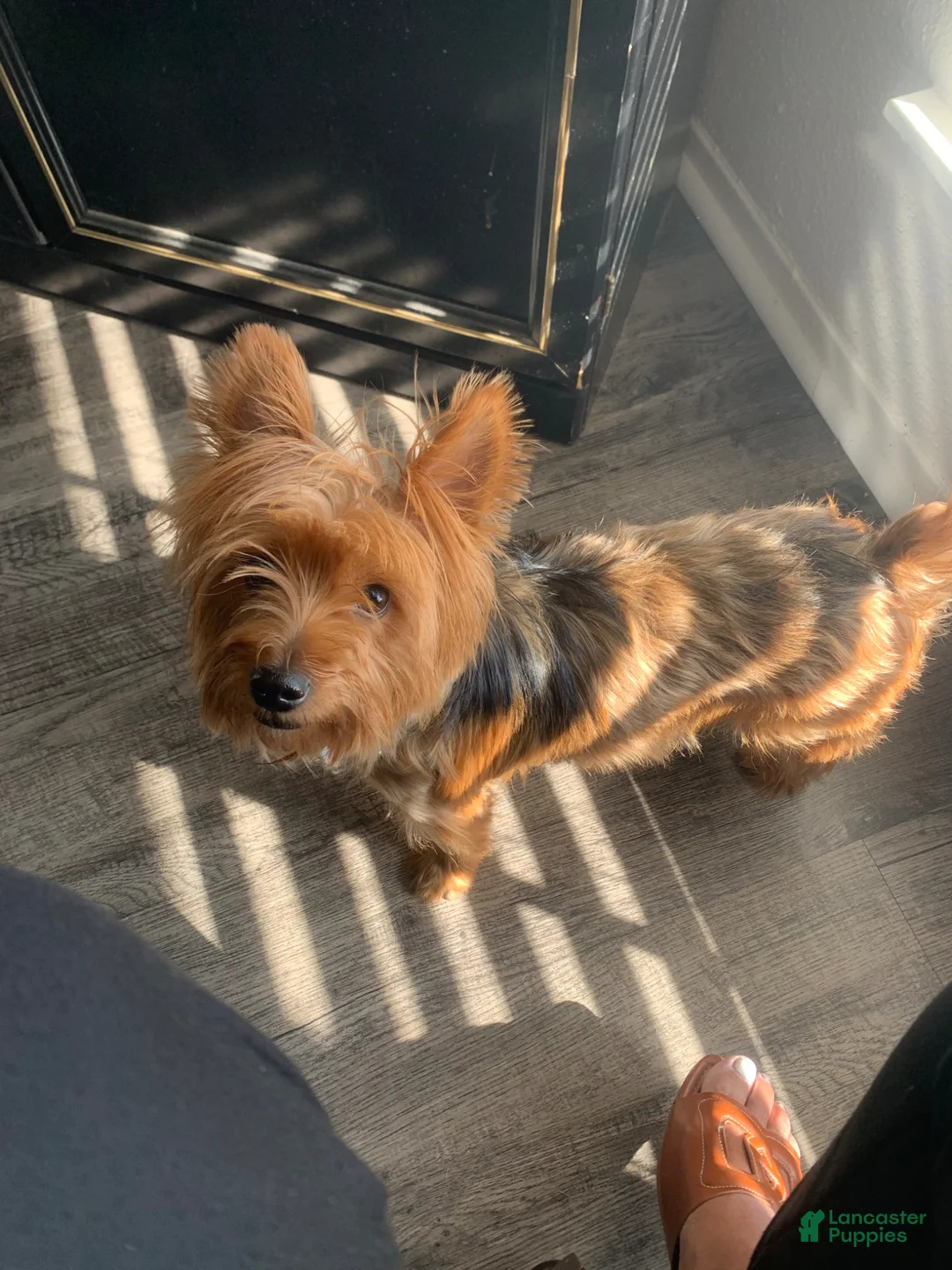 Yorkshire Terrier dogs for sale: Yorkshire Terrier Puppy 1 - Ad 2