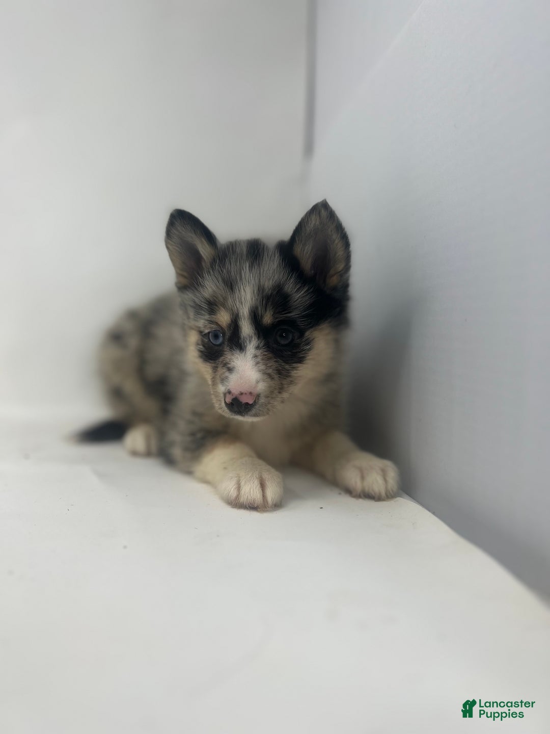 Pomsky dogs for sale: Teagan - Ad 3