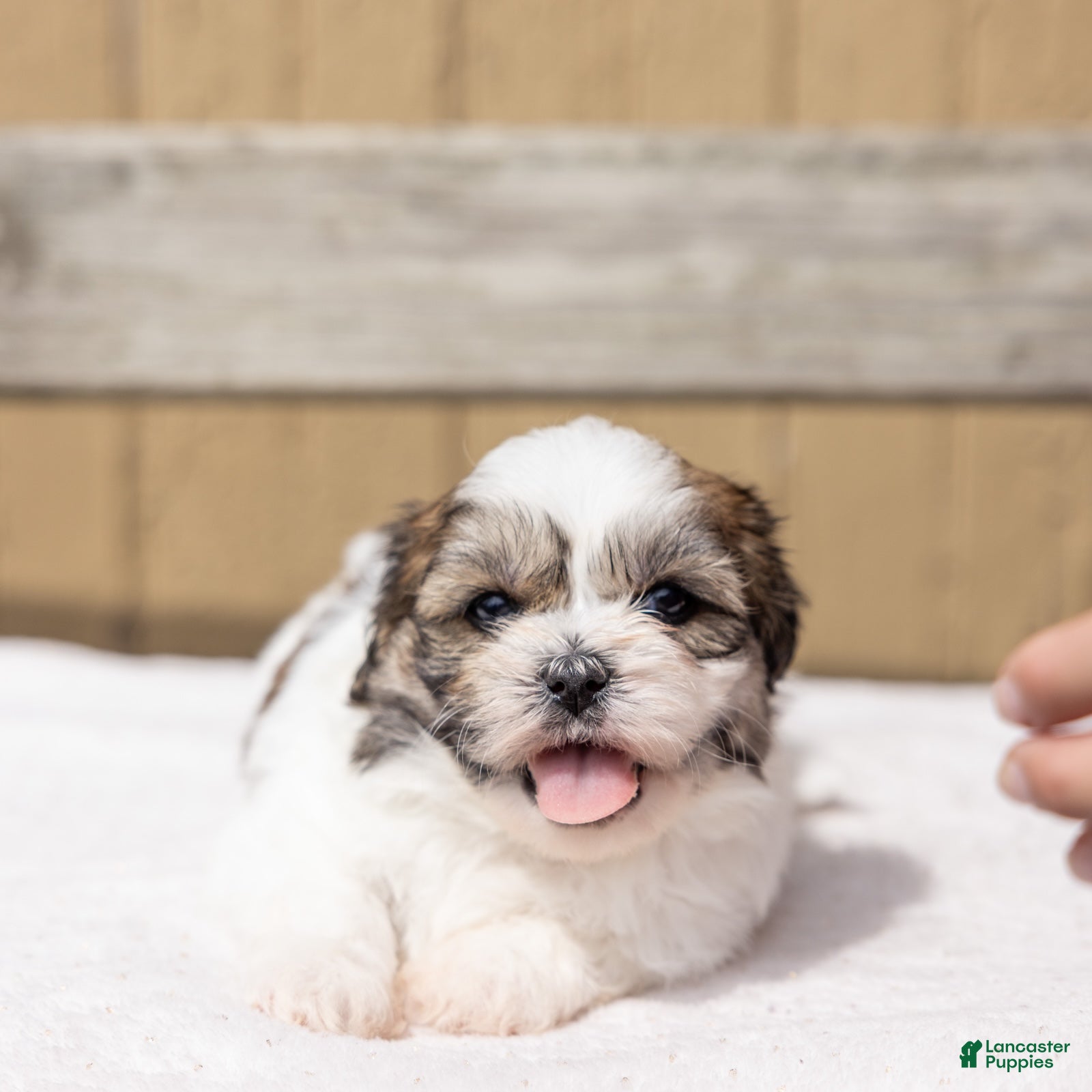 Teddy Bear dogs Cherry - Ad 1