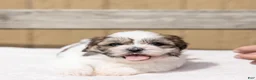 Teddy Bear dogs for sale: Cherry - Ad 1