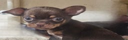 Chihuahua dogs for sale: Trixie - Ad 4