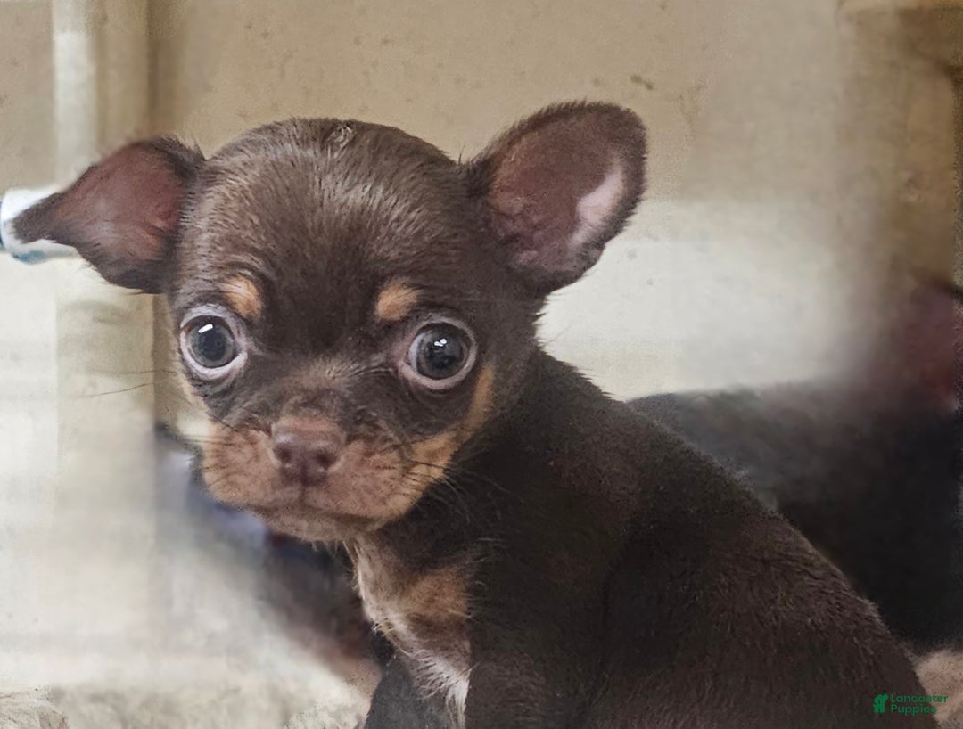 Chihuahua dogs for sale: Trixie - Ad 4