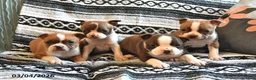 Boston Terrier dogs for sale: Homer - Ad 3