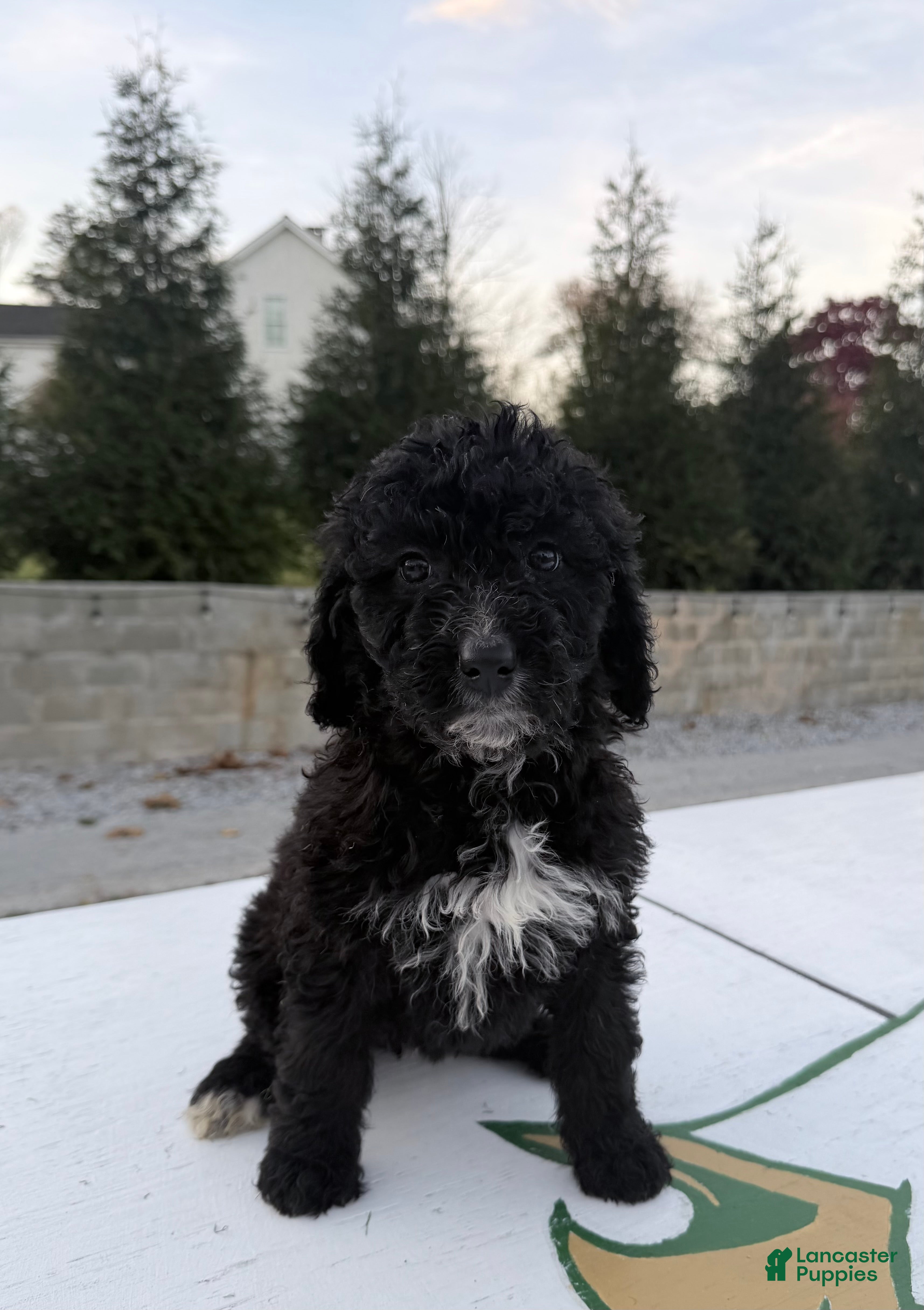 Bernedoodle dogs Willow - Ad 17