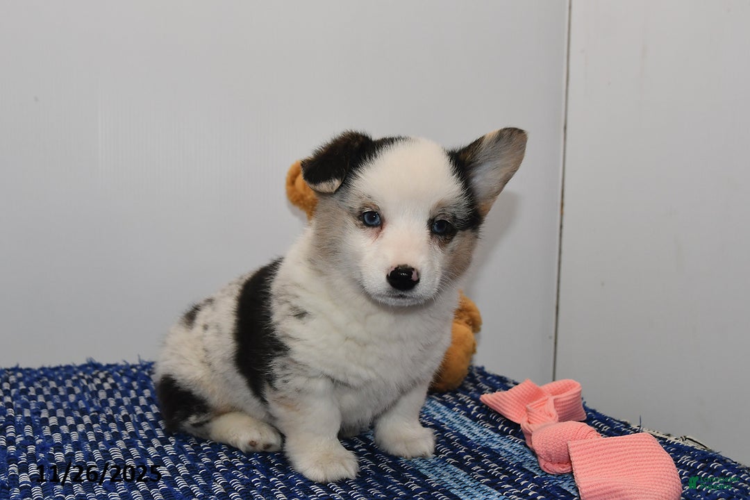 Welsh Corgi Pembroke dogs for sale: Molly - Ad 3