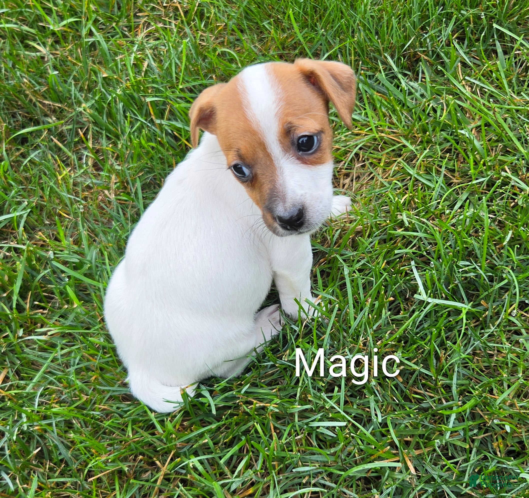 Jack Russell Terrier dogs Jack Russell Terrier 6 - Ad 1