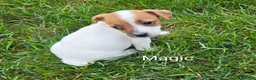 Jack Russell Terrier dogs for sale: Jack Russell Terrier 6 - Ad 1