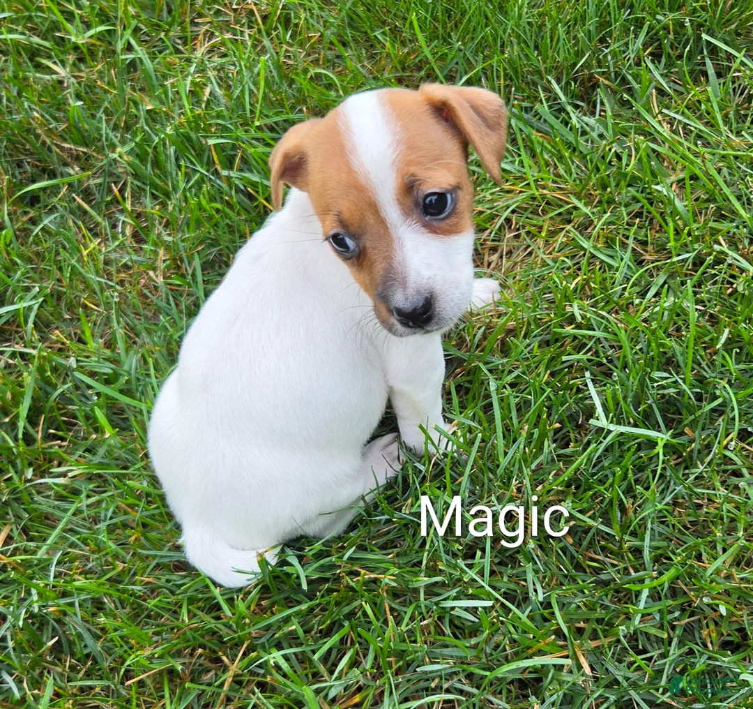 Jack Russell Terrier dogs for sale: Jack Russell Terrier 6 - Ad 1
