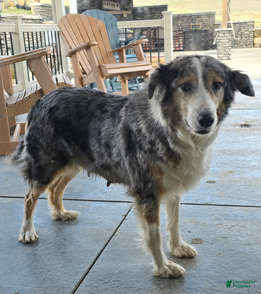 Aussiedoodle dogs for sale: Leo - Ad 6