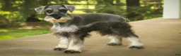 Miniature Schnauzer dogs for sale: Qeleigh Miniature Schnauzer (crate and leash Trained) - Ad 10