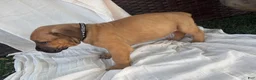 South African Boerboels dogs for sale: South African Boerboels Puppy 5 - Ad 3