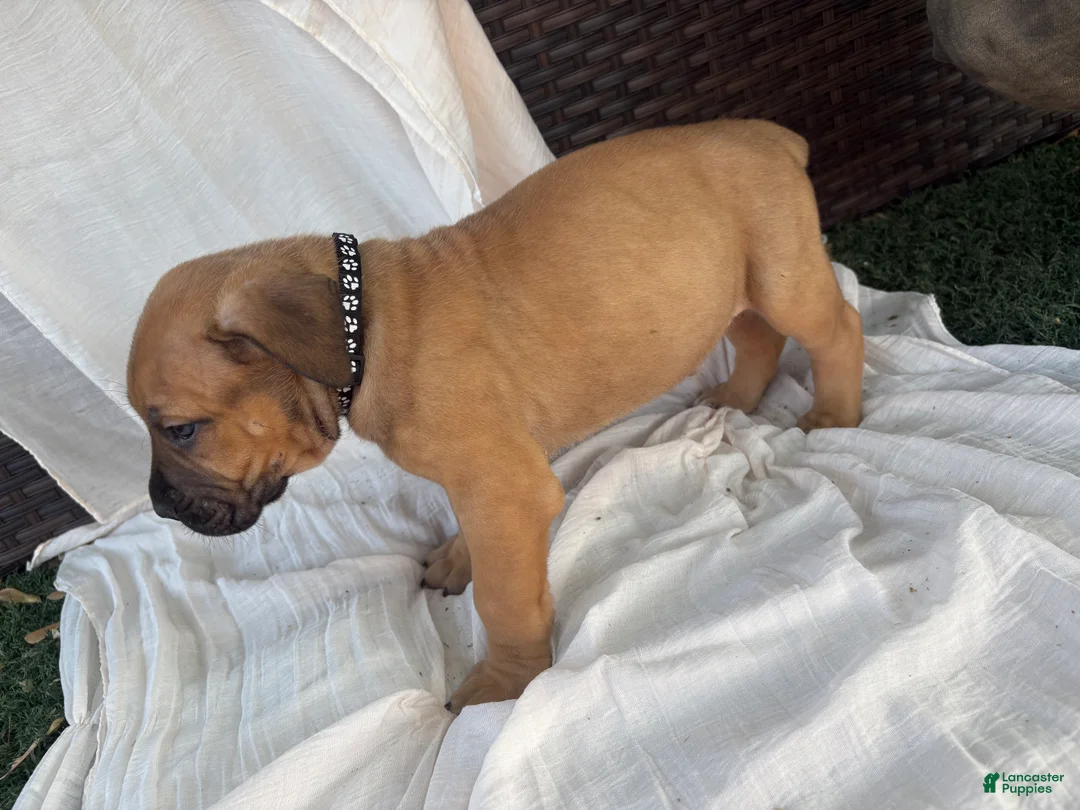 South African Boerboels dogs for sale: South African Boerboels Puppy 5 - Ad 2
