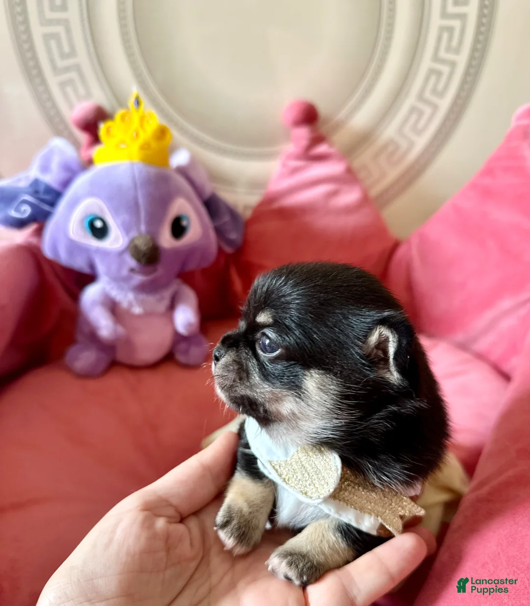 Chihuahua dogs for sale: Chihuahua Puppy 2 - Ad 1