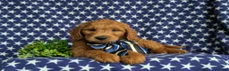 Mini Goldendoodle dogs for sale: Tyce Hypoallergenic - Ad 6