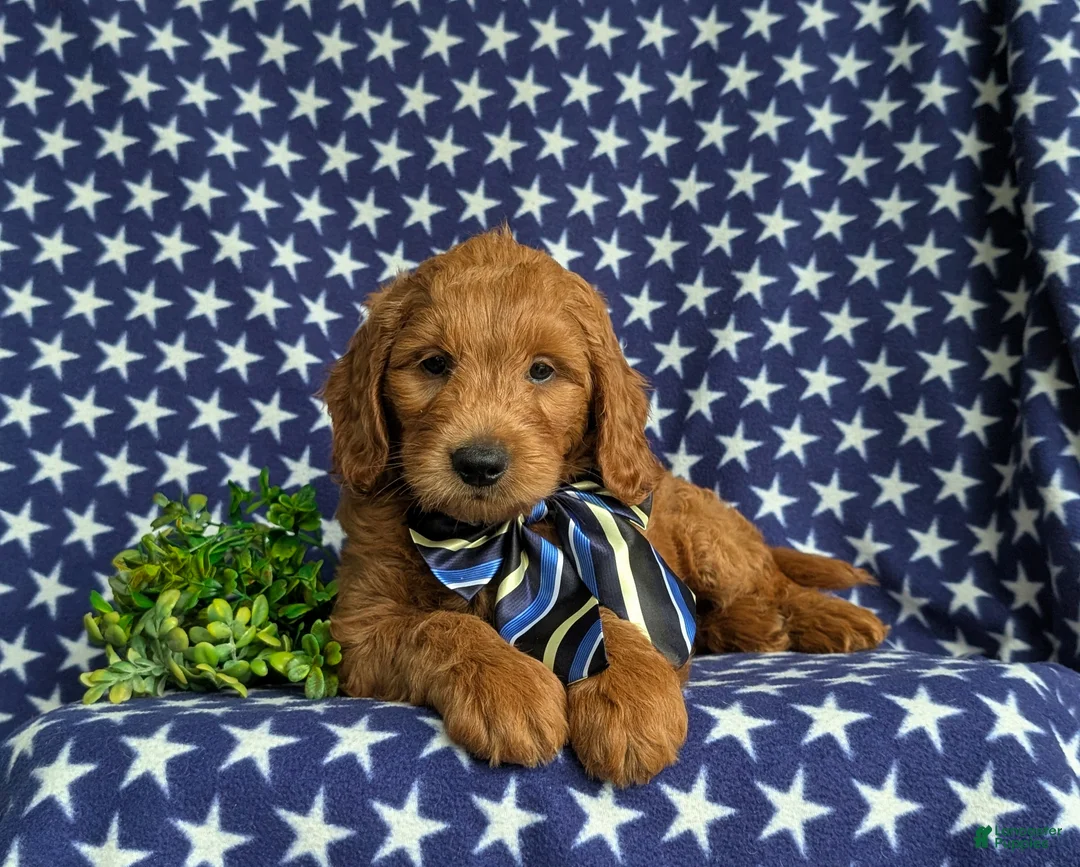 Mini Goldendoodle dogs for sale: Tyce Hypoallergenic - Ad 6