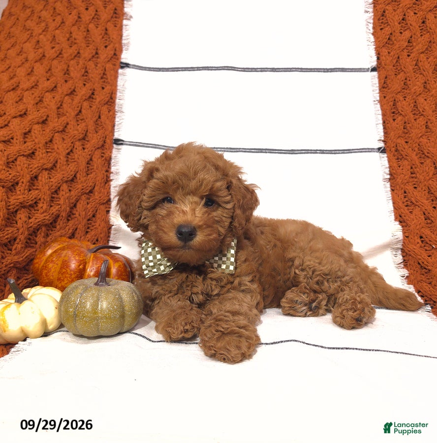 Mini Goldendoodle dogs Reed - Ad 2
