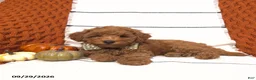 Mini Goldendoodle dogs for sale: Reed - Ad 2