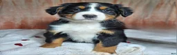 Bernese Mountain Dog dogs for sale: Dakota  - Ad 7