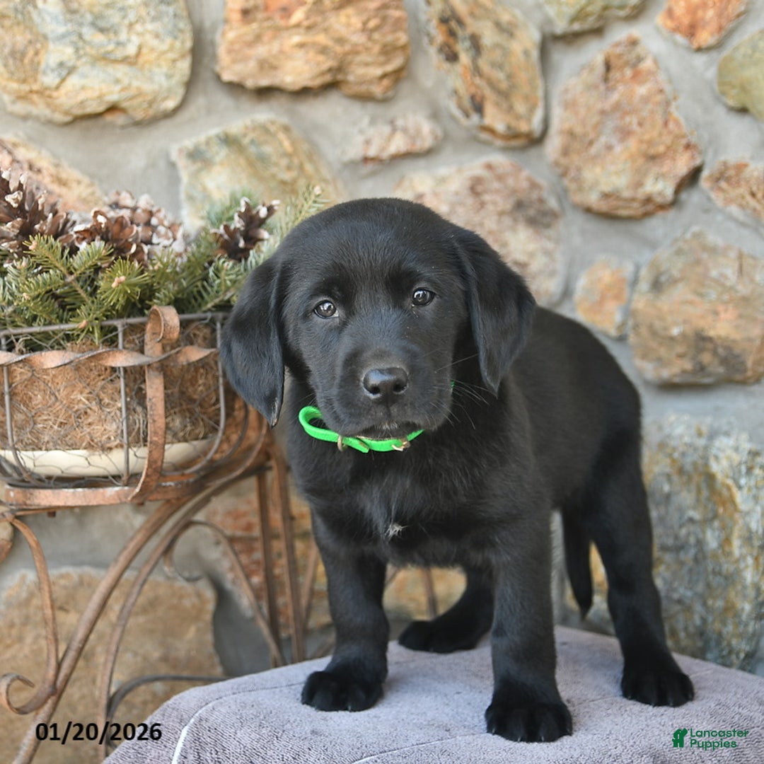 Labrador Retriever dogs for sale: Jay  - Ad 4