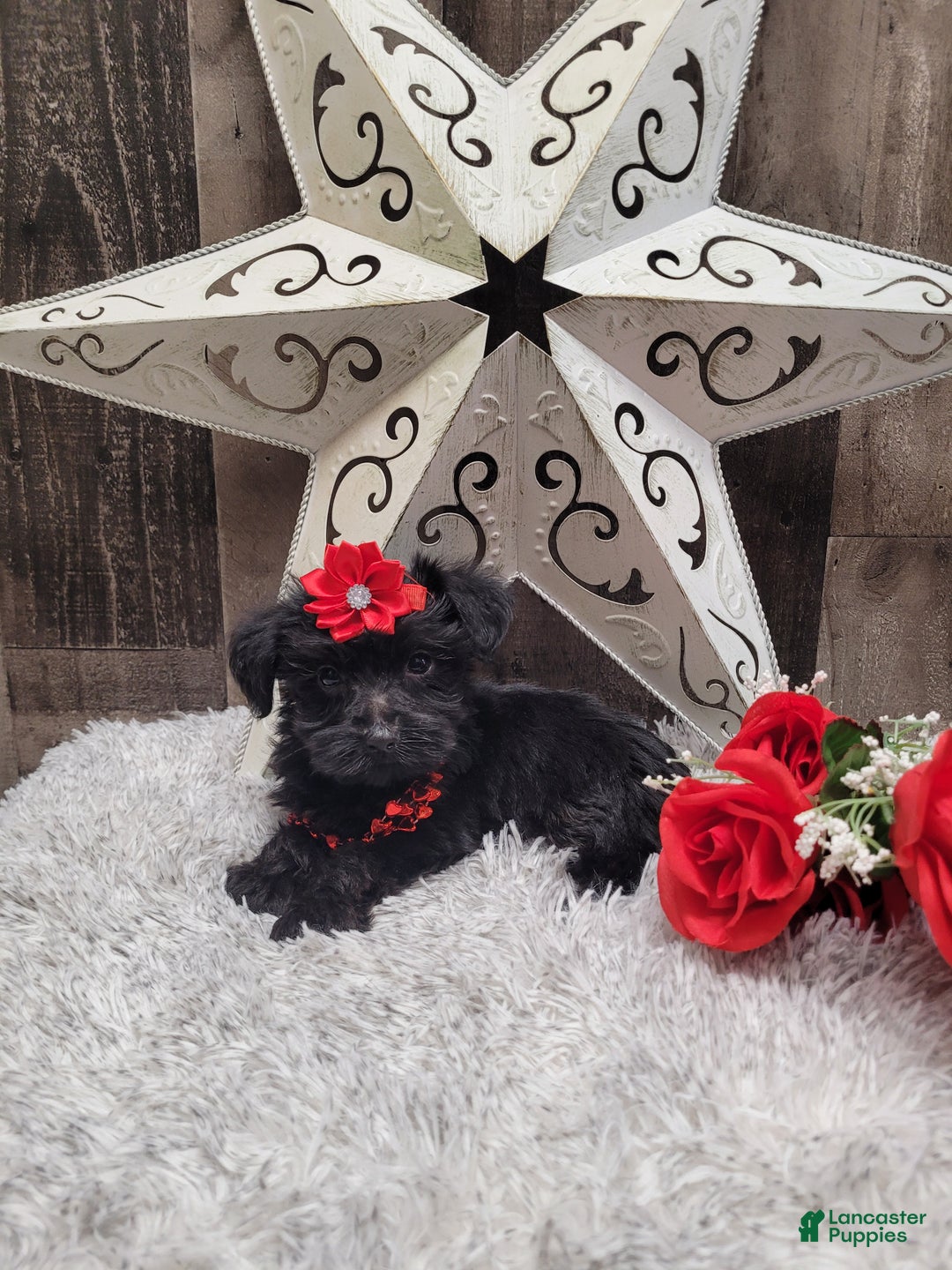 Mixed Breed dogs for sale: Cupcake - Ad 2