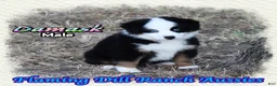 Miniature Australian Shepherd dogs for sale: Damask - Ad 3