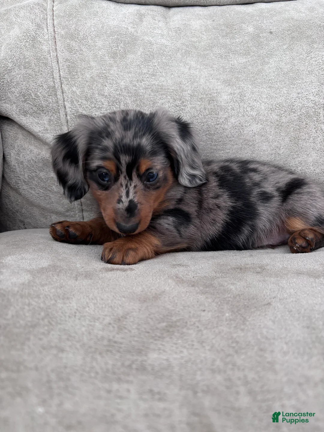 Miniature Dachshund dogs for sale: Rex - Ad 6