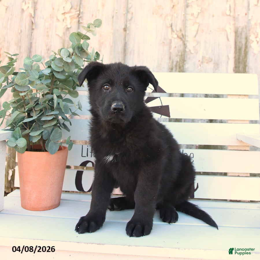 German Shepherd dogs Chance - Ad 2