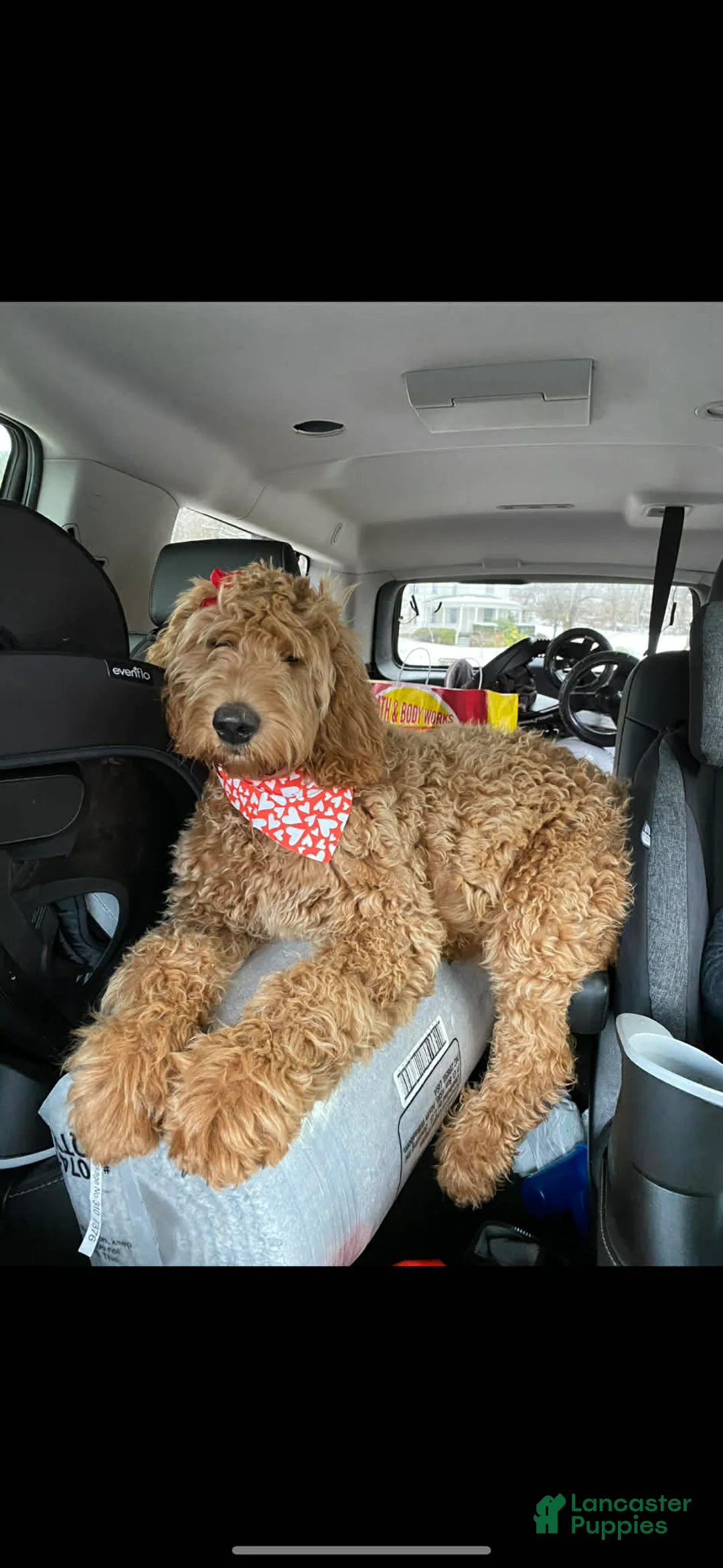 Mixed Breed dogs for sale: Mixed Breed Puppy 1 - Ad 8