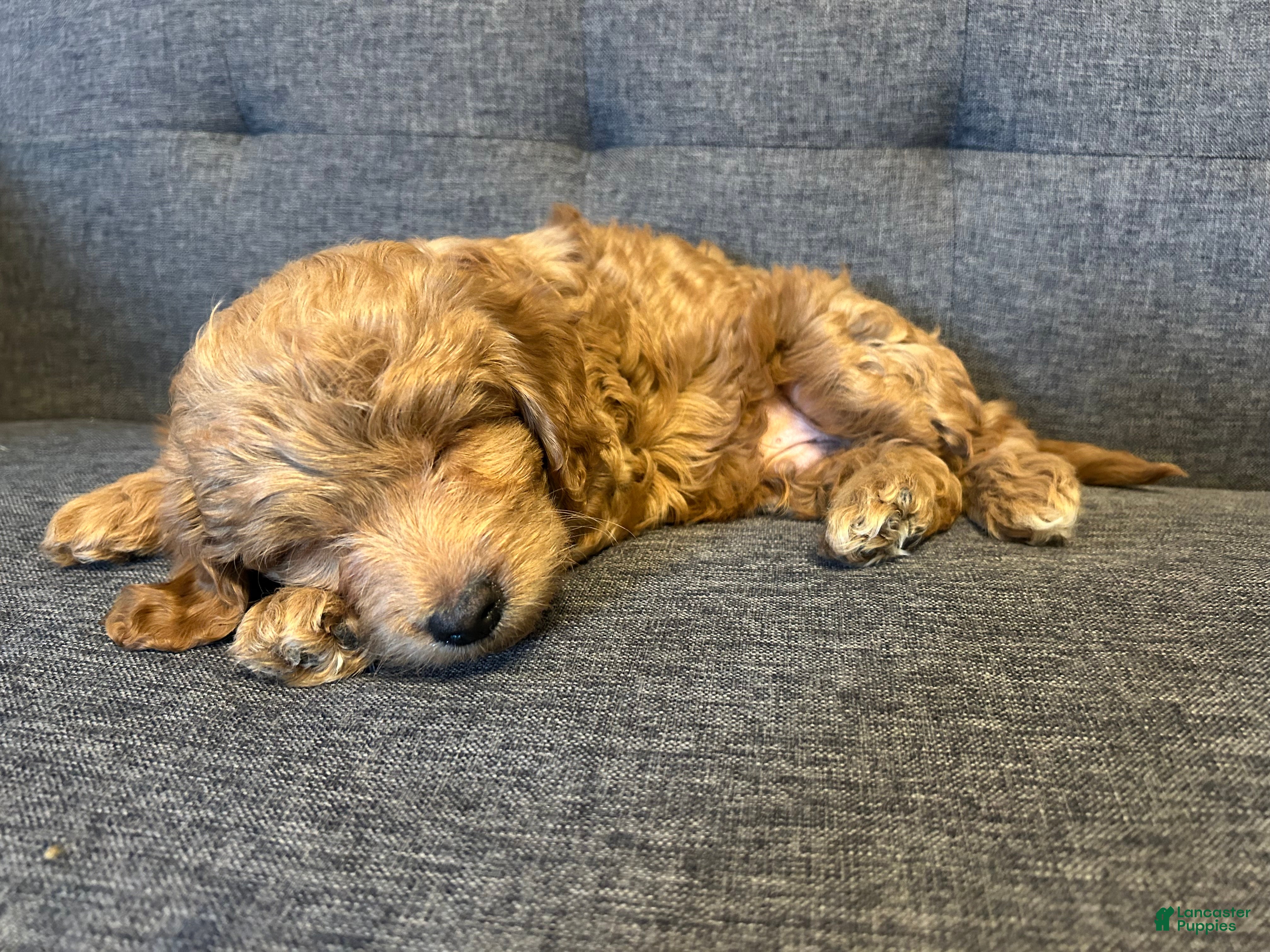 Mini Goldendoodle dogs Gus - Short, Chubby, Loving - Ad 2