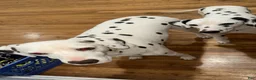 Dalmatian dogs for sale: Dalmatian 4 - Ad 2