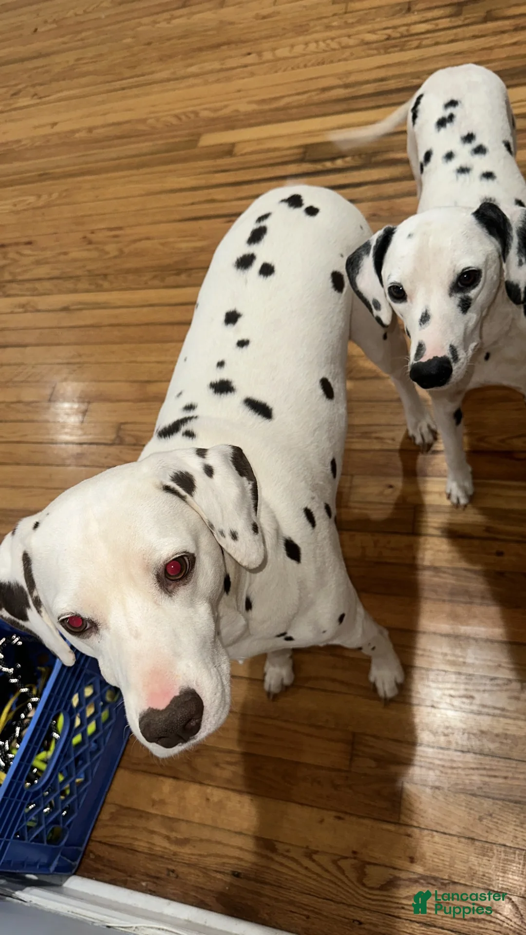 Dalmatian dogs for sale: Dalmatian 4 - Ad 2