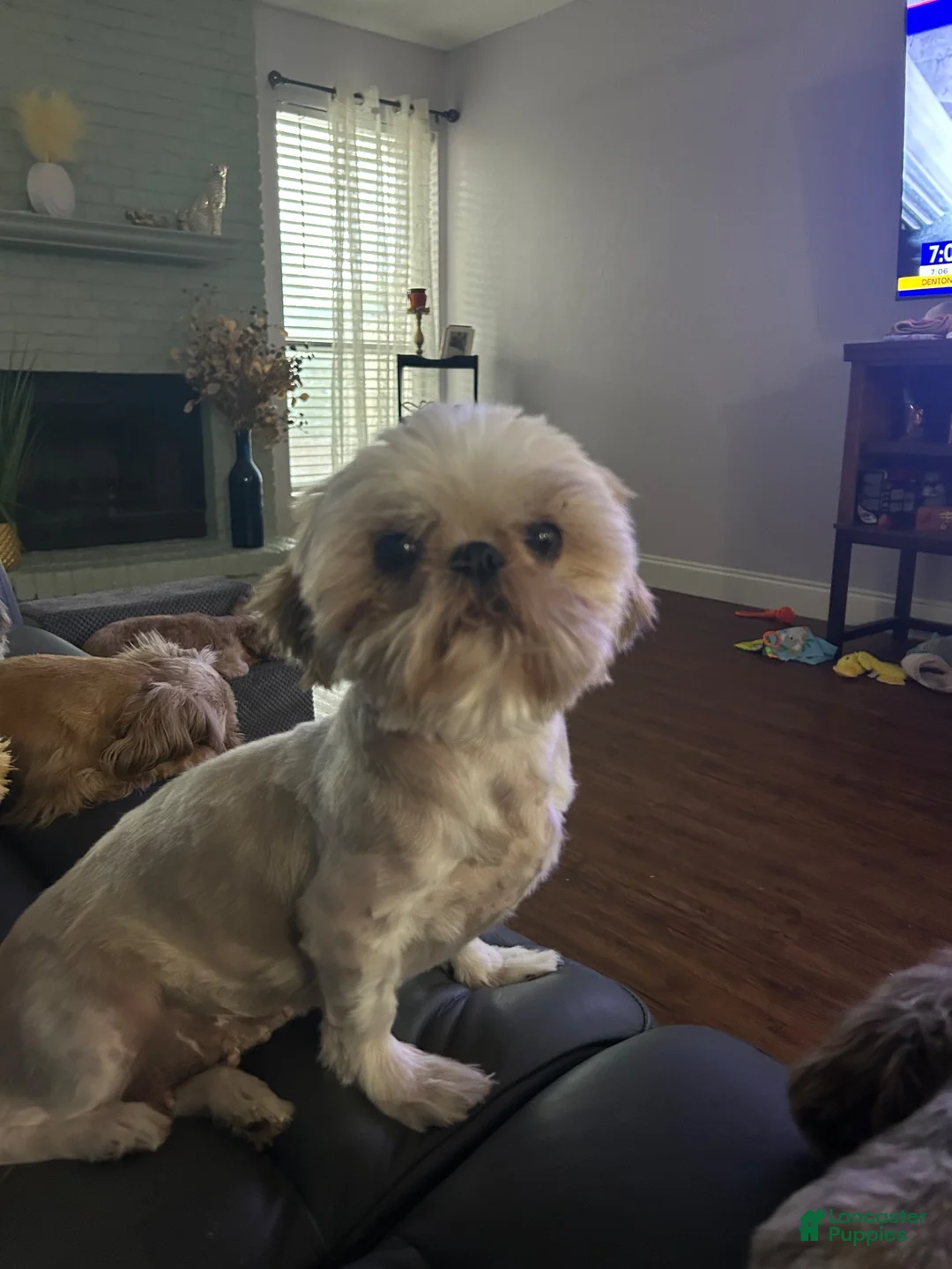 Shih Tzu dogs for sale: Shih Tzu 1 - Ad 5