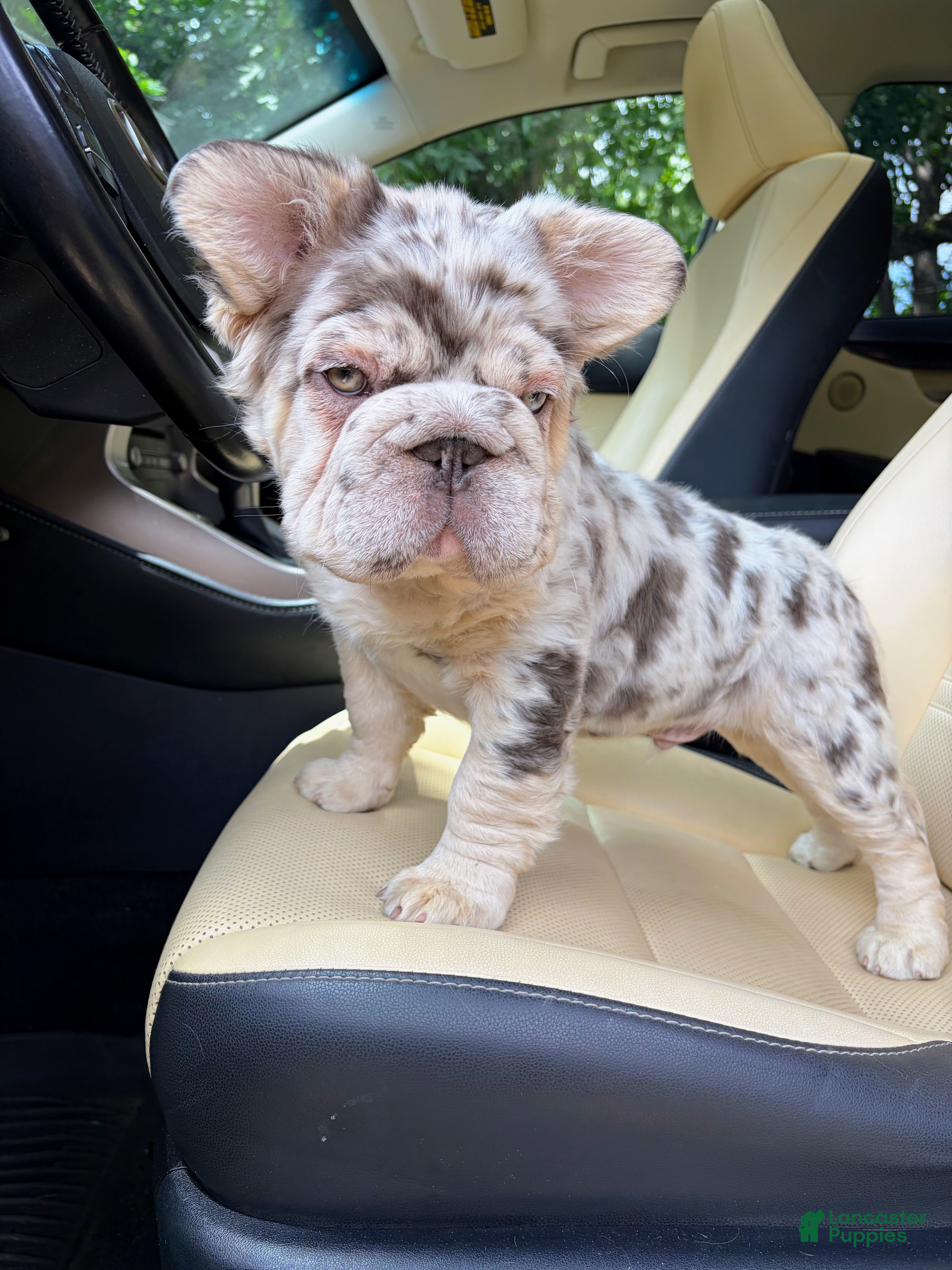 French Bulldog dogs French Bulldog 1 - Ad 1