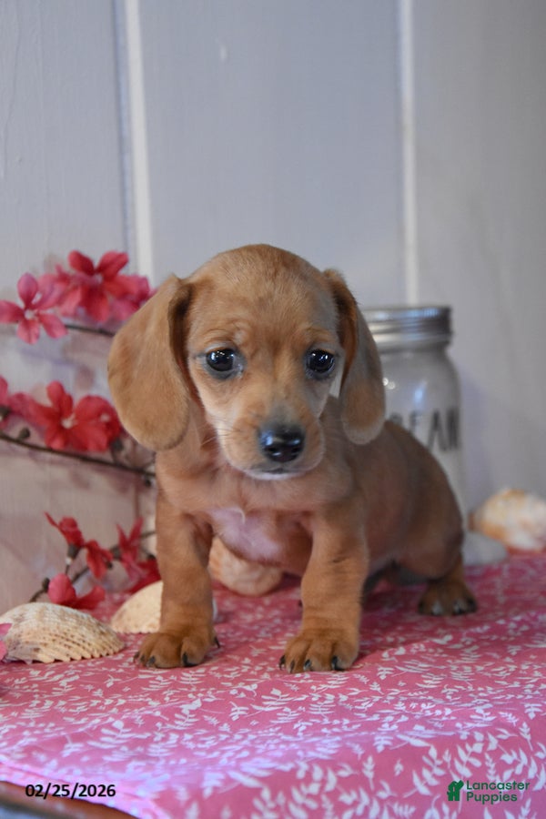 Miniature Dachshund dogs Kristen - Ad 2