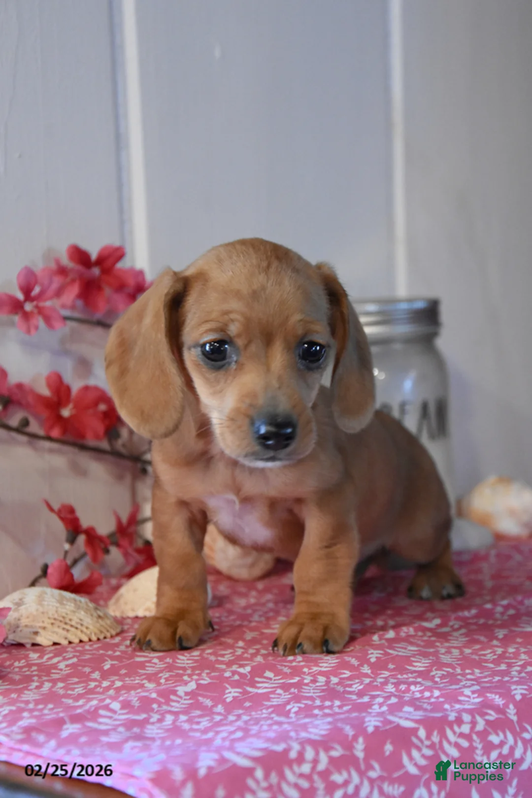 Miniature Dachshund dogs for sale: Kristen - Ad 2