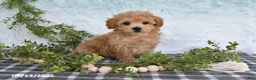 Bichpoo dogs for sale: Holly - Ad 3