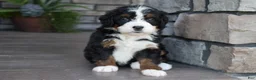 Mini Bernedoodle dogs for sale: Carla - Ad 9