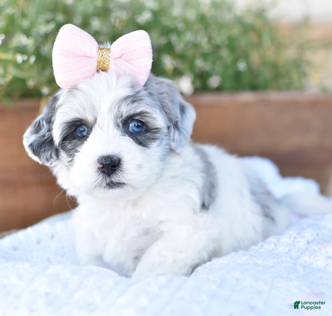 Mixed Breed dogs for sale: Dream - Ad 5