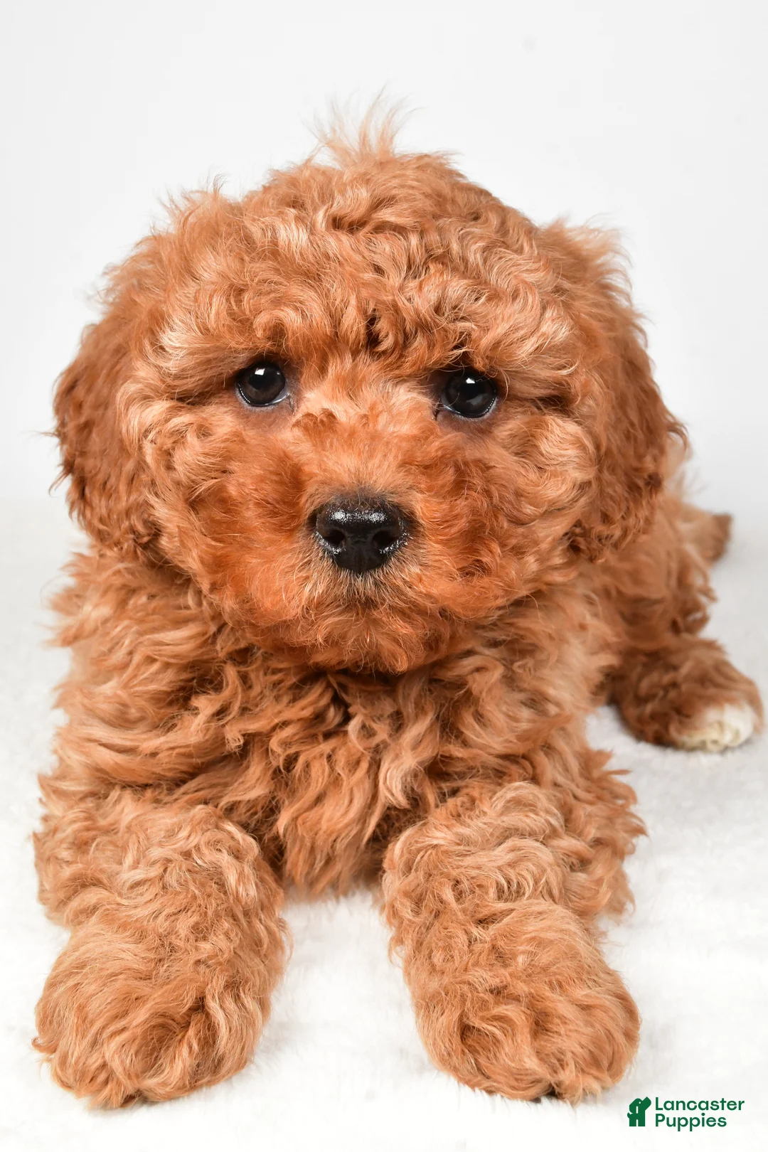 Cavapoo dogs for sale: Harper - Ad 5