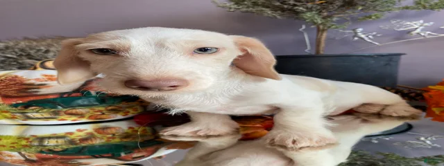 Jude