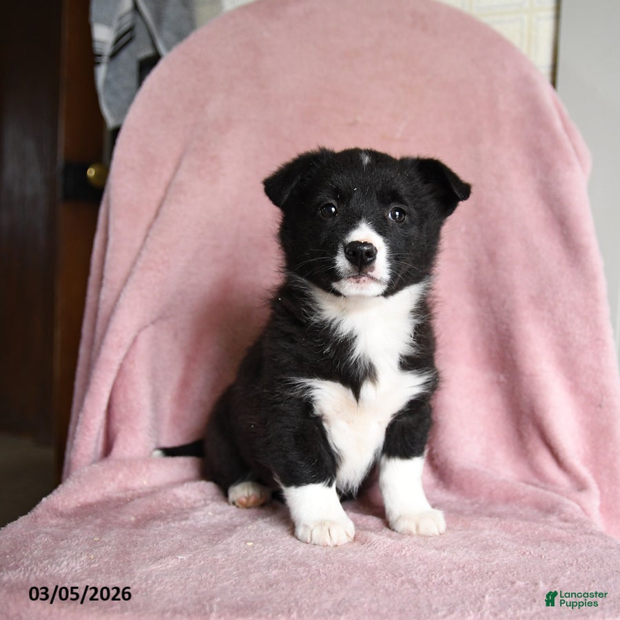 Mixed Breed dogs Cookies and Cream - Ad 1