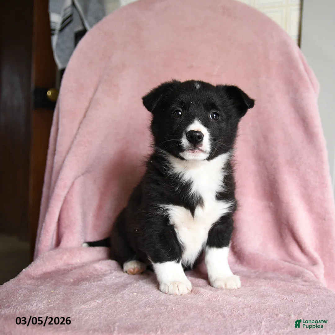 Mixed Breed dogs for sale: Cookies and Cream - Ad 1