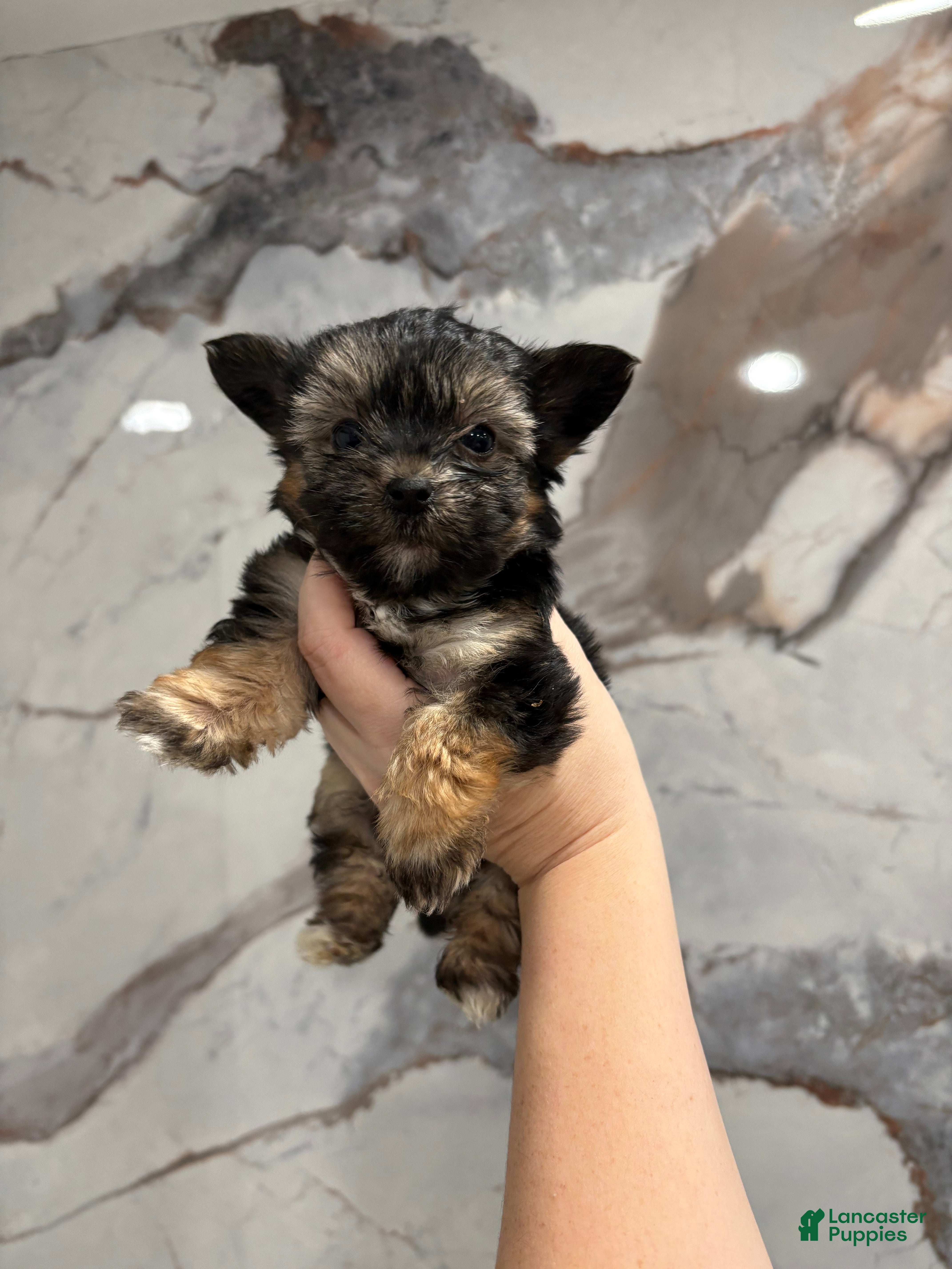 Morkie dogs Lala - Ad 36