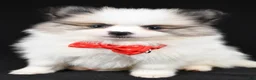 Pomeranian dogs for sale: Tinker - Ad 9