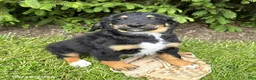 Bernedoodle dogs for sale: Boone - Ad 1